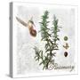 Botanical Garden Rosemary Herb-Tina Lavoie-Stretched Canvas