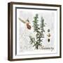 Botanical Garden Rosemary Herb-Tina Lavoie-Framed Giclee Print