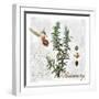 Botanical Garden Rosemary Herb-Tina Lavoie-Framed Giclee Print