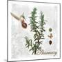 Botanical Garden Rosemary Herb-Tina Lavoie-Mounted Giclee Print