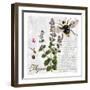 Botanical Garden Thyme Herb-Tina Lavoie-Framed Giclee Print