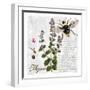 Botanical Garden Thyme Herb-Tina Lavoie-Framed Giclee Print