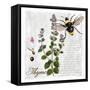 Botanical Garden Thyme Herb-Tina Lavoie-Framed Stretched Canvas