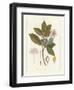 Botanical Gardenia v2-Wild Apple Portfolio-Framed Art Print