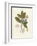 Botanical Gardenia v2-Wild Apple Portfolio-Framed Art Print