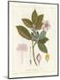 Botanical Gardenia v2-Wild Apple Portfolio-Mounted Art Print
