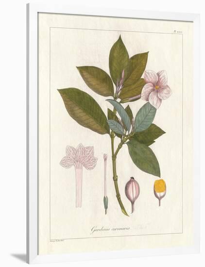 Botanical Gardenia v2-Wild Apple Portfolio-Framed Art Print