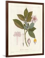 Botanical Gardenia v2-Wild Apple Portfolio-Framed Art Print