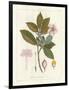 Botanical Gardenia v2-Wild Apple Portfolio-Framed Art Print