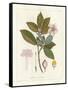 Botanical Gardenia v2-Wild Apple Portfolio-Framed Stretched Canvas