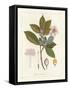 Botanical Gardenia v2-Wild Apple Portfolio-Framed Stretched Canvas