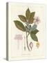 Botanical Gardenia v2-Wild Apple Portfolio-Stretched Canvas