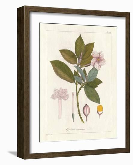 Botanical Gardenia v2-Wild Apple Portfolio-Framed Art Print