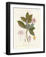 Botanical Gardenia v2-Wild Apple Portfolio-Framed Art Print