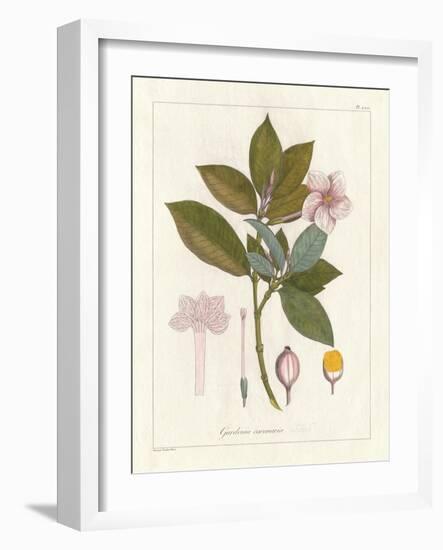 Botanical Gardenia v2-Wild Apple Portfolio-Framed Art Print