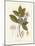 Botanical Gardenia v2-Wild Apple Portfolio-Mounted Art Print