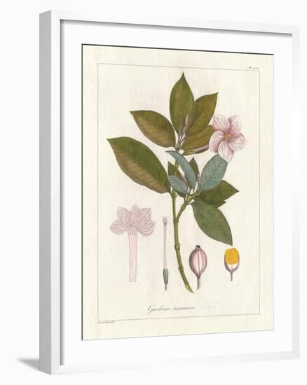 Botanical Gardenia v2-Wild Apple Portfolio-Framed Art Print