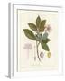 Botanical Gardenia v2-Wild Apple Portfolio-Framed Art Print