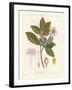 Botanical Gardenia v2-Wild Apple Portfolio-Framed Art Print