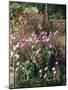 Botanical Gardens, Funchal, Madeira, Portugal-Peter Thompson-Mounted Photographic Print