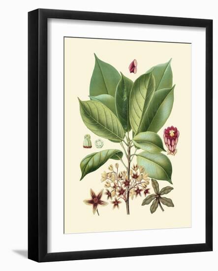 Botanical Glory I-Vision Studio-Framed Art Print