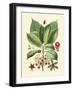 Botanical Glory I-Vision Studio-Framed Art Print