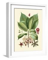 Botanical Glory I-Vision Studio-Framed Art Print