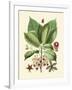 Botanical Glory I-Vision Studio-Framed Art Print