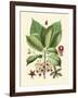 Botanical Glory I-Vision Studio-Framed Art Print