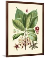 Botanical Glory I-Vision Studio-Framed Art Print