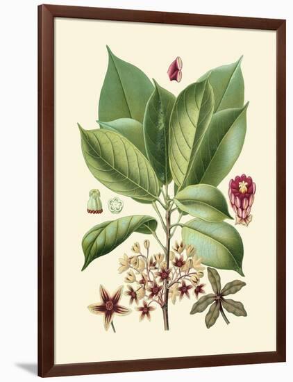 Botanical Glory I-Vision Studio-Framed Art Print