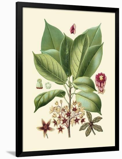 Botanical Glory I-Vision Studio-Framed Art Print