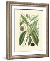 Botanical Glory II-Vision Studio-Framed Art Print