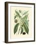Botanical Glory II-Vision Studio-Framed Art Print