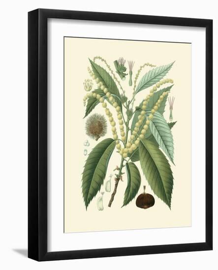 Botanical Glory II-Vision Studio-Framed Art Print