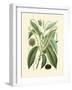 Botanical Glory II-Vision Studio-Framed Art Print