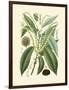 Botanical Glory II-Vision Studio-Framed Art Print