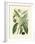 Botanical Glory II-Vision Studio-Framed Art Print