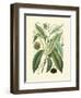 Botanical Glory II-Vision Studio-Framed Art Print