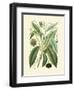 Botanical Glory II-Vision Studio-Framed Art Print