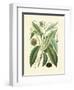 Botanical Glory II-Vision Studio-Framed Art Print