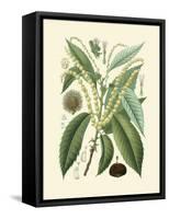 Botanical Glory II-Vision Studio-Framed Stretched Canvas