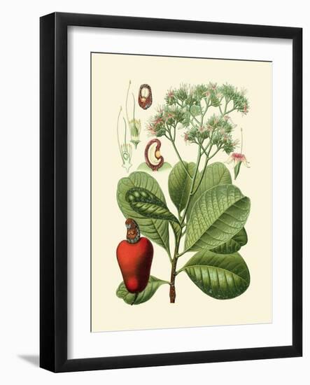 Botanical Glory V-Vision Studio-Framed Art Print