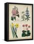 Botanical Grid III-Benjamin Maund-Framed Stretched Canvas