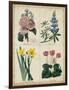 Botanical Grid III-Benjamin Maund-Framed Art Print