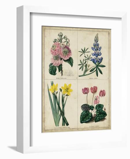 Botanical Grid III-Benjamin Maund-Framed Art Print