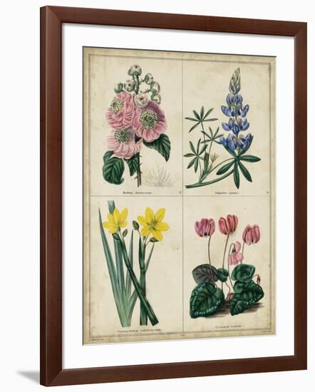 Botanical Grid III-Benjamin Maund-Framed Art Print