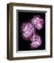 Botanical Harmonies II-Diane Lucas-Framed Art Print