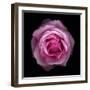 Botanical Harmony III-Diane Lucas-Framed Giclee Print