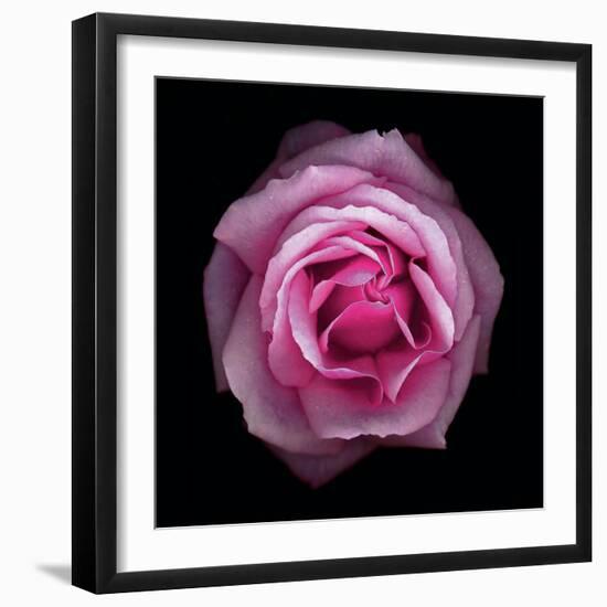 Botanical Harmony III-Diane Lucas-Framed Giclee Print